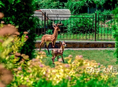 Санаторий «Буковая Роща» 4* Железноводск - 14