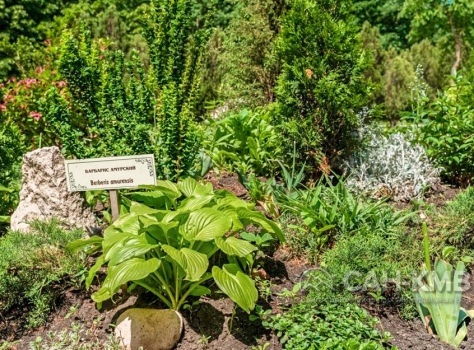 Санаторий «Дубрава» 2* Железноводск - 16