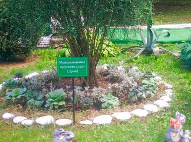 Санаторий «Лесная Поляна» 2* Пятигорск - 29