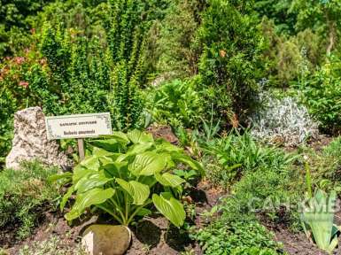 Санаторий «Дубрава» 2* Железноводск - 16