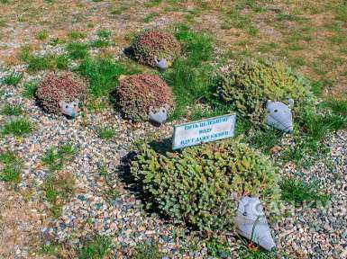 Санаторий «Дубрава» 2* Железноводск - 31